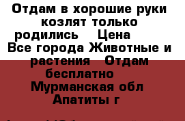 Отдам в хорошие руки козлят.только родились. › Цена ­ 20 - Все города Животные и растения » Отдам бесплатно   . Мурманская обл.,Апатиты г.